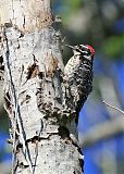 Nuttall's Woodpecker